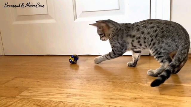 Living with a Savannah cat | Ep 10 смотреть онлайн
