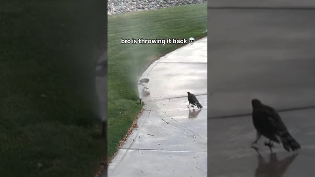 Птичка на флексе. Всратая птица. Всратые животные смотреть онлайн