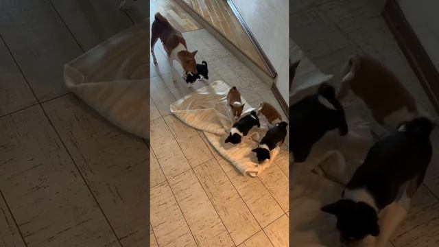 Щенки Басенджи смотреть онлайн