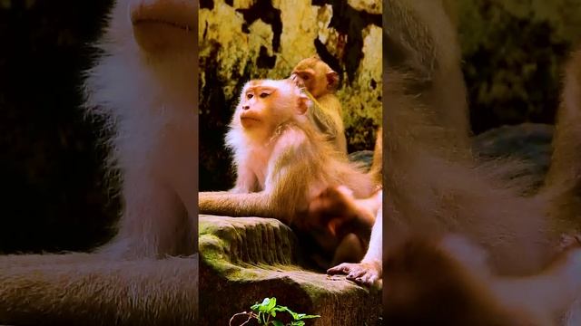Monkey Libby trying to w-arn Luna when she always disturb baby Rainbow смотреть онлайн