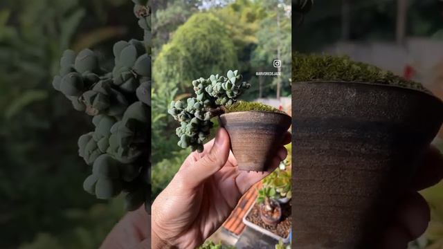 Corpuscularia Lehmannii também conhecida como Coração Partido em formato cascata! смотреть онлайн