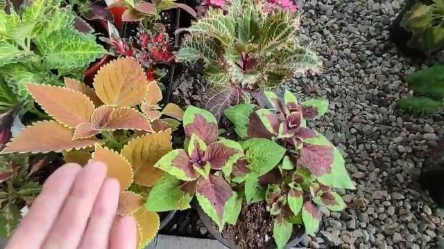 Колеусы в саду.Шикарные колеусы теперь  в моей коллекции. Обзор новинок. Новые сорта.