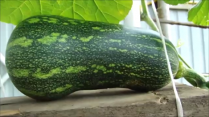 Тыква на шпалере!