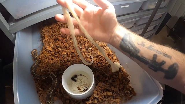 SNAKES !!!! ANACONDA / BURMESE / BOA CONSTRICTORS (THE DARK SIDE ) смотреть онлайн