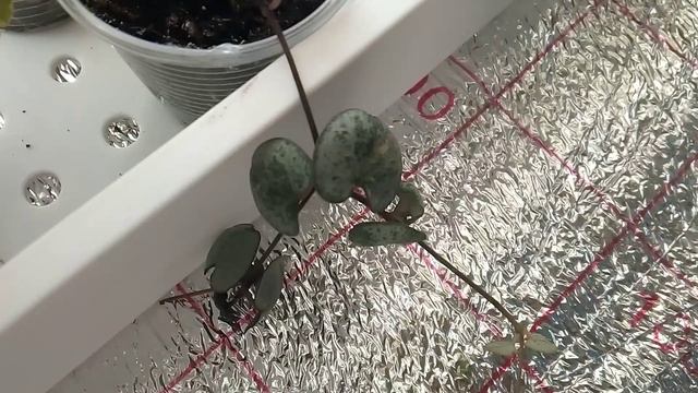 Комнатные цветы в январе| Обзор южного подоконника|Часть 2 смотреть онлайн