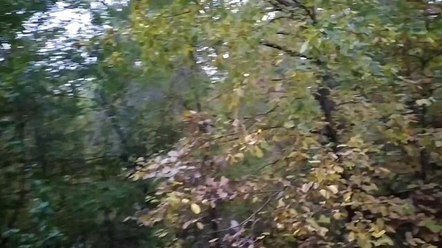 ОСЕННИЙ ЛЕС / СОБИРАЕМ БОЯРЫШНИК ЛЕКАРСТВЕННЫЙ смотреть онлайн