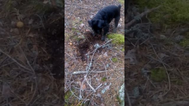 Собака и лягушка смотреть онлайн