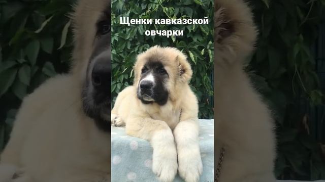 Щенки кавказской овчарки
