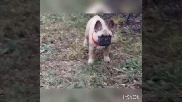 Девочки французского бульдога смотреть онлайн