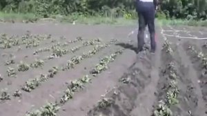 Окучник картофеля дисковый ручной.