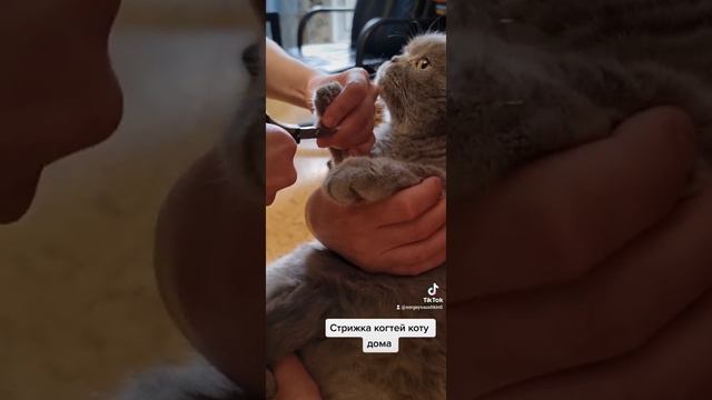 Как подстричь коту когти? смотреть онлайн