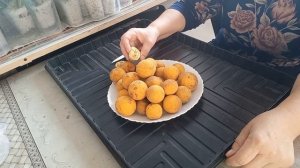 Дикий лимон или понцирус трифолиата. Citrus trifoliata.