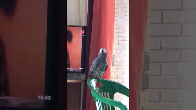 Говорящий попугай жако Моняшка поёт под музыку смотреть онлайн