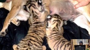 ? Собака вырастила трёх маленьких тигрят, но годы спустя произошло то, что шокировало всех!