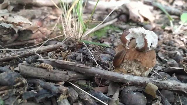 Наши Первые Беленькие. смотреть онлайн