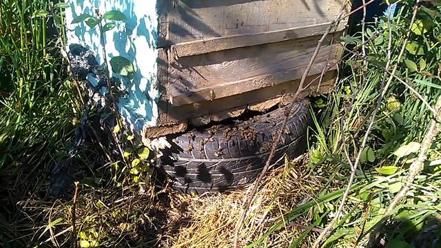 Пчелы грабят шершней смотреть онлайн