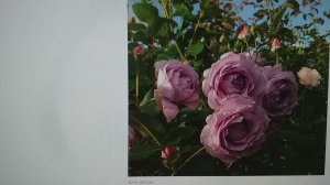 РОЗЫ. Плантафол. Реклама питомников. Новалис и др. О себе. ОТВЕТЫ НА ВОПРОСЫ