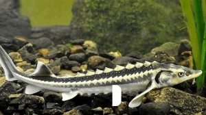 От А до Я | Пресноводные рыбы по алфавиту