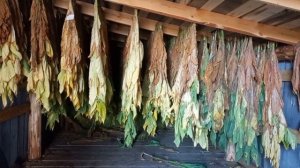 Выжелчивание табака кустом