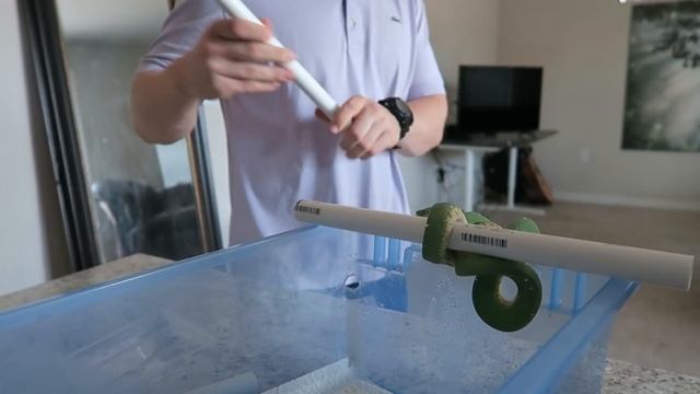 GREEN TREE PYTHON SET UP!!! смотреть онлайн