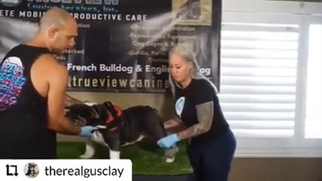 How To Collect Semen For Breeding English Bulldog Part 1/3