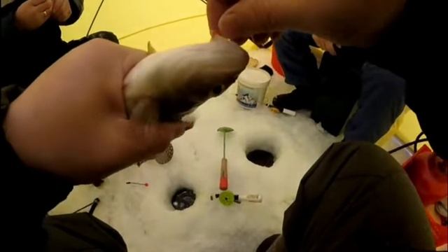 Поймал и отпустил огромного окуня!