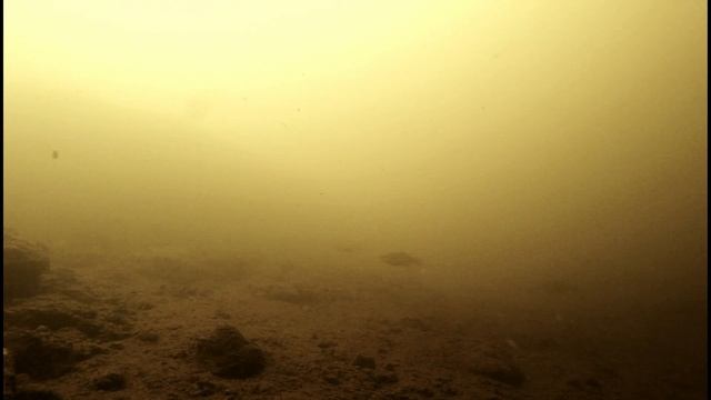 Обитатели реки, рыбы в естественной среде.