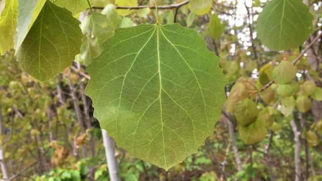 Aspen (Populus tremula) - leaf close up - May 2018 смотреть онлайн