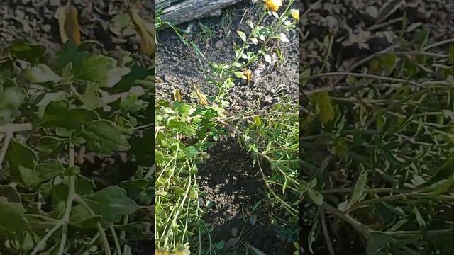 Кусты разваливаются, цветы гниют. Почему мультифлора теряет вид ? Несколько причин. Цветущие шары смотреть онлайн