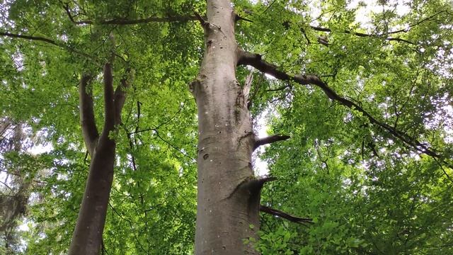 4K Video Nature, Summer Forest, Summer walk with beautiful green trees смотреть онлайн
