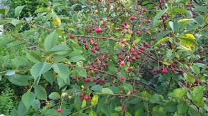 Когда Обрезать Вишню! Обрезка Вишни Только в Июле.