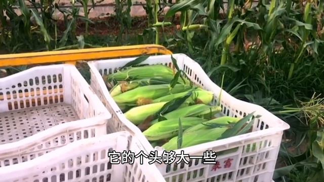 玉米种植“新技术”，1亩能收入8600元，一年种2茬，建议提前收藏 смотреть онлайн