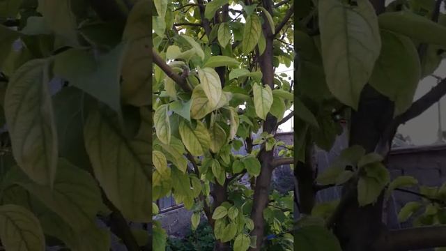 Яблоня желтеет как обработать смотреть онлайн