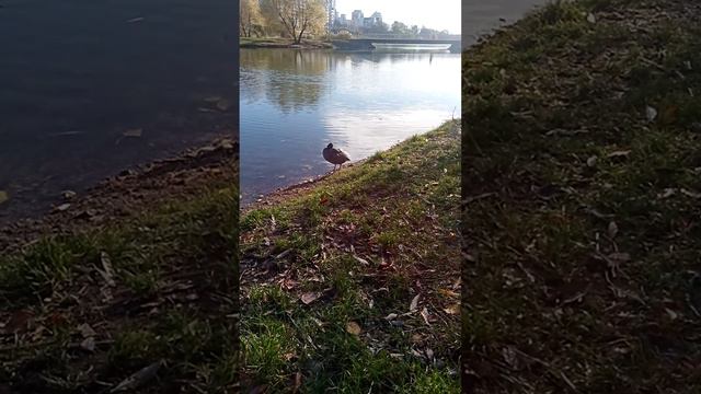 #озеро . Радунка озеро там везде утки и чайки смотреть онлайн