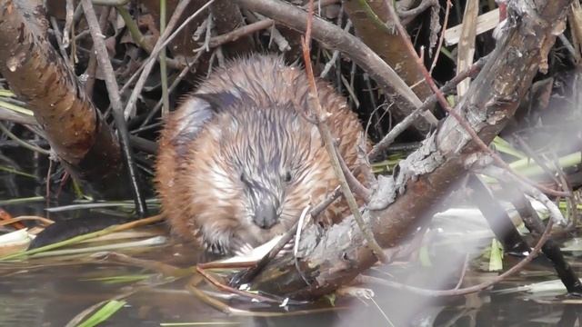 Мир вокруг нас
