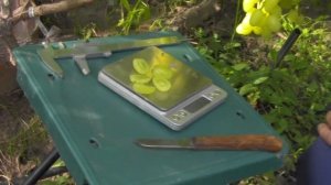 @Виноград Соломия кишмиш  Сравнение с ГК и без ГК