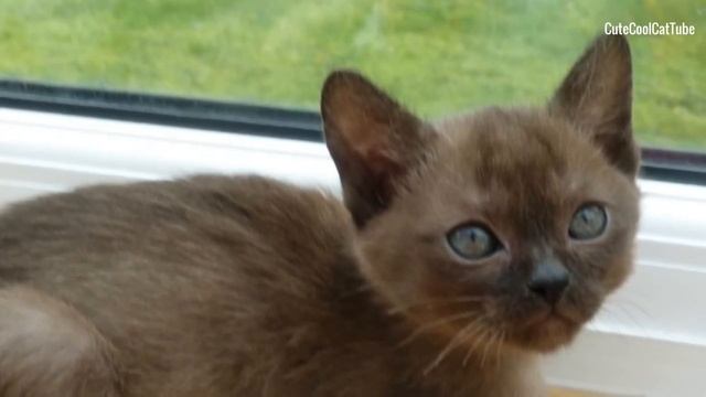 Окрас бурманских кошек смотреть онлайн