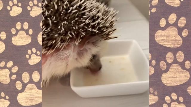 САМЫЙ КРАСИВЫЙ ЁЖИК смотреть онлайн