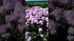 Флокс метельчатый.  Обзор сортов