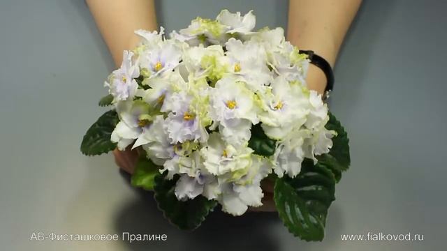АВ-Фисташковое Пралине смотреть онлайн