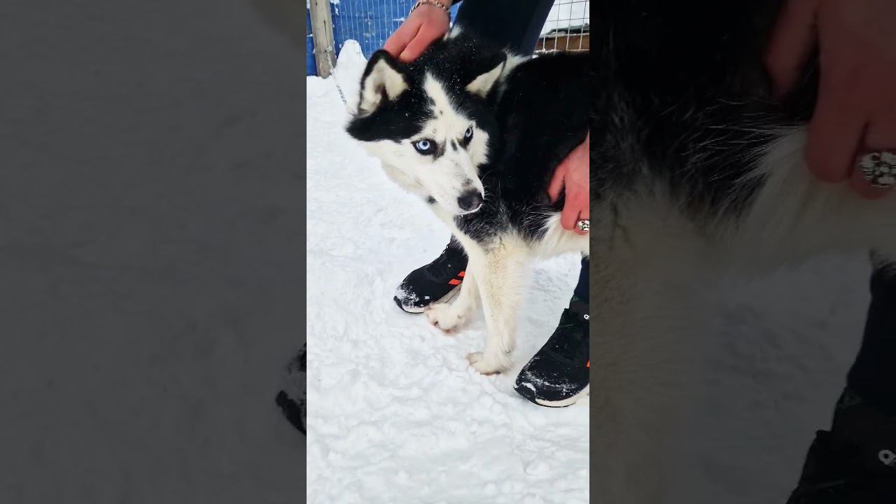 ▷Хаски с красивыми глазками◁ смотреть онлайн