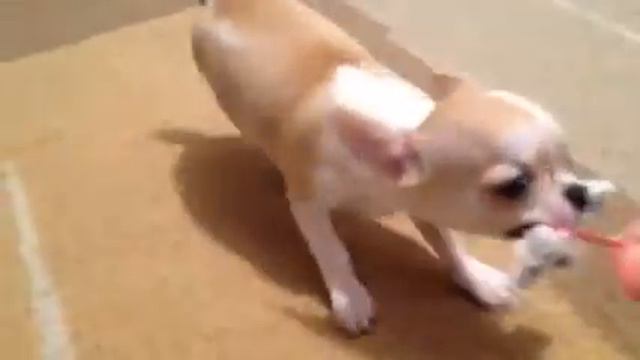 Мальчик чихуахуа в продаже! смотреть онлайн