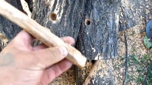 Выращивание вешенки на пнях, выпуск №1