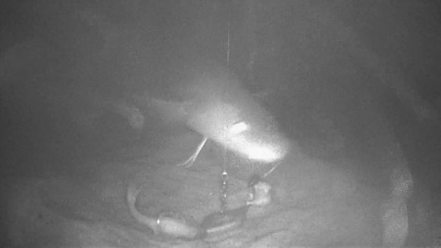 Как клюет налим! Подводное видео! 03 03 2023 смотреть онлайн