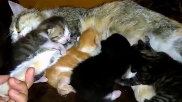 Болезнь у котят.... ? КАК ИЗБАВИТСЯ??!!!! смотреть онлайн