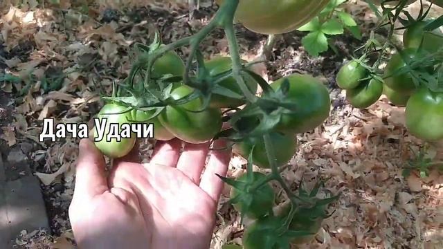Томат Черный МАВР! Урожай в теплице и дегустация на грядке! Дача Удачи смотреть онлайн