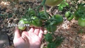 Томат Черный МАВР! Урожай в теплице и дегустация на грядке! Дача Удачи