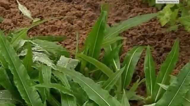 Лучший чай - Иван-чай. В СПбГАУ ученые окультуривают кипрей смотреть онлайн