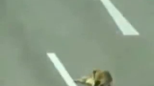 Собака спасает другую собаку запись с камер наблюдения смотреть онлайн