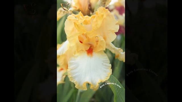 ирис Cheap Frills купить, цена, фото